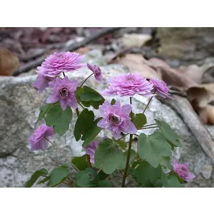 Anemonella thalictroides Schoaffs Double Pink