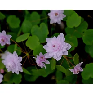 anemonella-thalictroides-Shiozaki