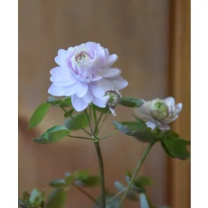 anemonella-thalictroides-Spring-Symphony