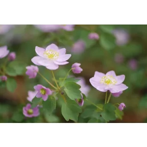 anemonella-thalictroides-Tairin