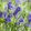Hyacinthoides non-scripta - Angol kékcsengő