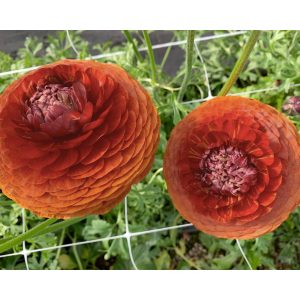 Ranunculus asiaticus Elegance Cioccolato - Ázsiai boglárka