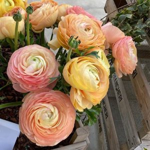 Ranunculus asiaticus Elegance Pastello - Ázsiai boglárka