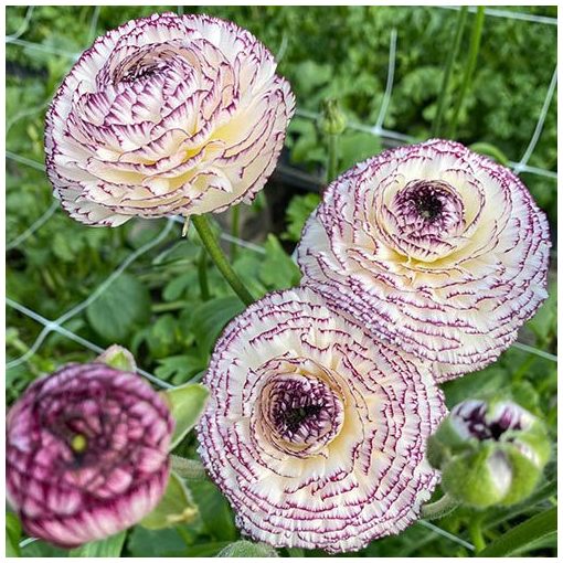 Ranunculus asiaticus Elegance Striato Bianco - Ázsiai boglárka