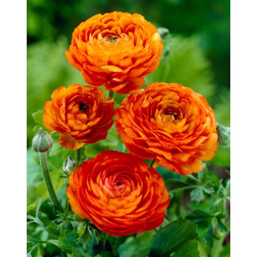 Ranunculus asiaticus Orange - Ázsiai boglárka