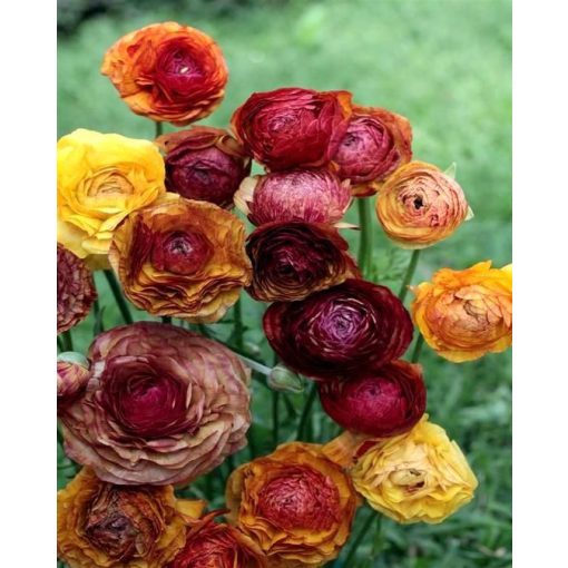 Ranunculus asiaticus Picotee Café - Ázsiai boglárka