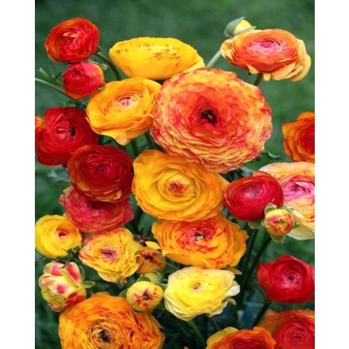 Ranunculus asiaticus Picotee Orange - Ázsiai boglárka