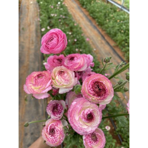 Ranunculus asiaticus Picotee Rose - Ázsiai boglárka