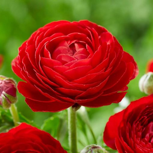 Ranunculus asiaticus Red - Ázsiai boglárka