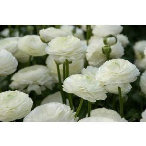Ranunculus asiaticus White - Ázsiai boglárka