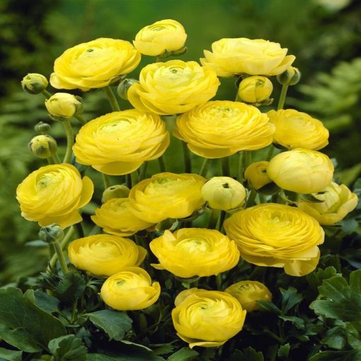 Ranunculus asiaticus Yellow - Ázsiai boglárka