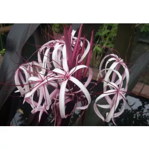 Crinum asiaticum Purpureum - Ázsiai ernyősliliom