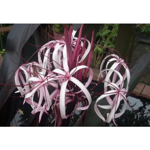 Crinum asiaticum Purpureum - Ázsiai ernyősliliom