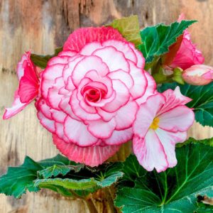 Begonia Bouton de Rose - Gumós begónia