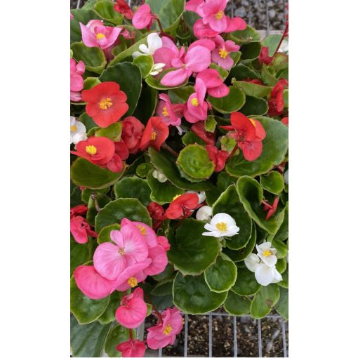 Begonia MIX