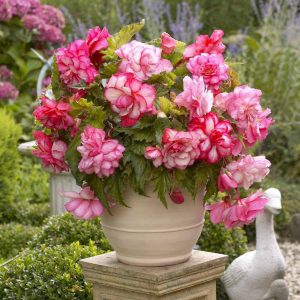 Begonia Pink Balcony - Csüngő begónia