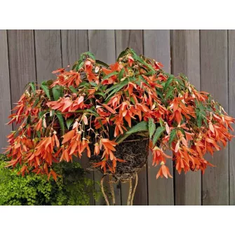 Különleges begóniák