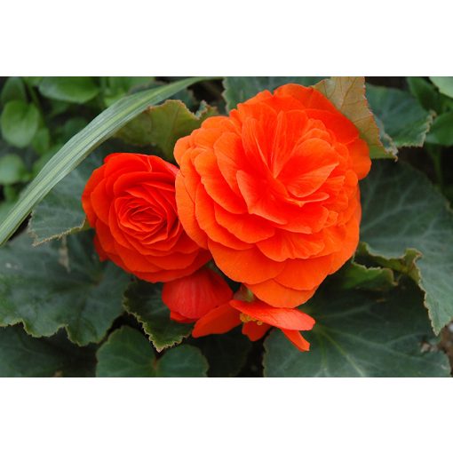 Begonia non-stop Orange - Folytonvirágzó begónia