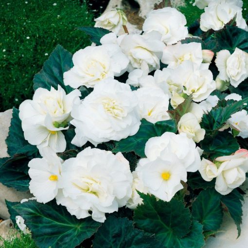 Begonia non-stop White - Folytonvirágzó begónia