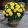 Begonia non-stop Yellow - Folytonvirágzó begónia