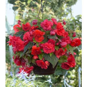 Begonia odorata Red Glory - Csüngő begónia