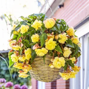Begonia odorata Sunny Dream - Csüngő begónia