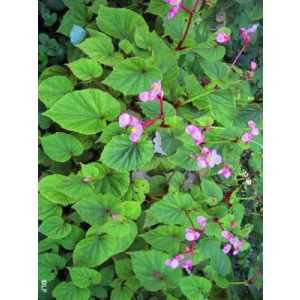 Begonia rubella