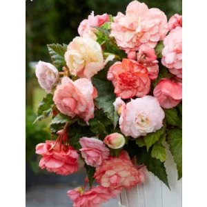 Begonia splendide Flamenca - Gumós begónia
