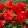 Begonia superba Red - Gumós begónia