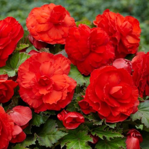 Begonia superba Red - Gumós begónia