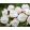 Begonia superba White - Gumós begónia