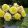 Begonia superba Yellow - Gumós begónia