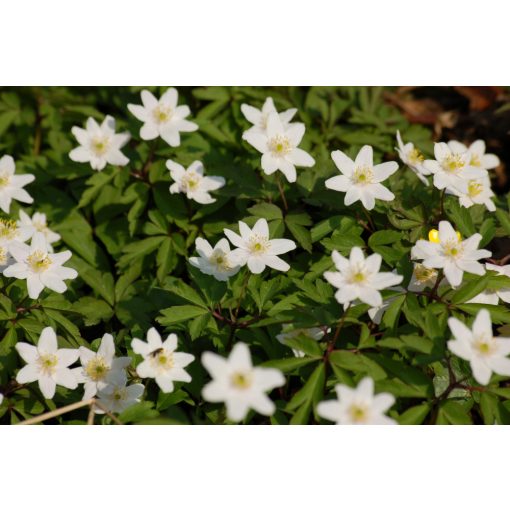 Anemone nemorosa - Berki szellőrózsa(I.)