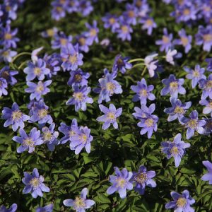 Anemone nemorosa Royal Blue - Berki szellőrózsa (I.)