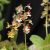 Calanthe discolor red x tricarnata