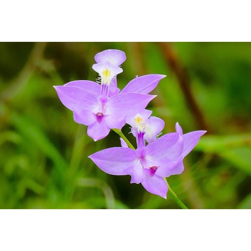 Calopogon tuberosus