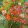 Sparaxis tricolor Mix - Cigányvirág