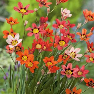 Sparaxis tricolor Mix - Cigányvirág