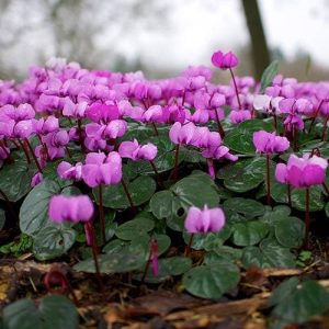 Cyclamen coum - Télálló ciklámen