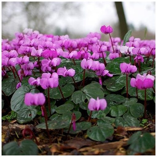 Cyclamen coum - Télálló ciklámen