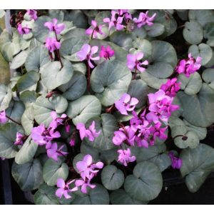 Cyclamen coum Pewter Leaf - Télálló ciklámen