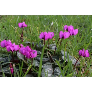 cyclamen-coum-Rubrum