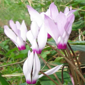 Cyclamen cyprium - Télálló ciklámen
