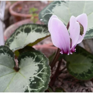 cyclamen-graecum
