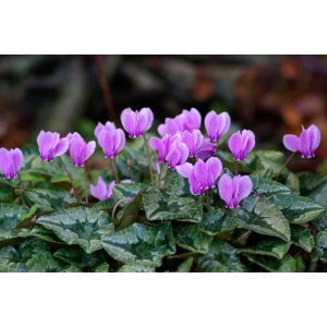 Cyclamen hederifolium (syn. Cyclamen neapolitan) - Télálló ciklámen