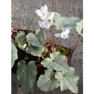 Cyclamen hederifolium Album Silver Leaved