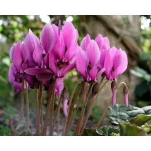 cyclamen-hederifolium-Dark-Rose