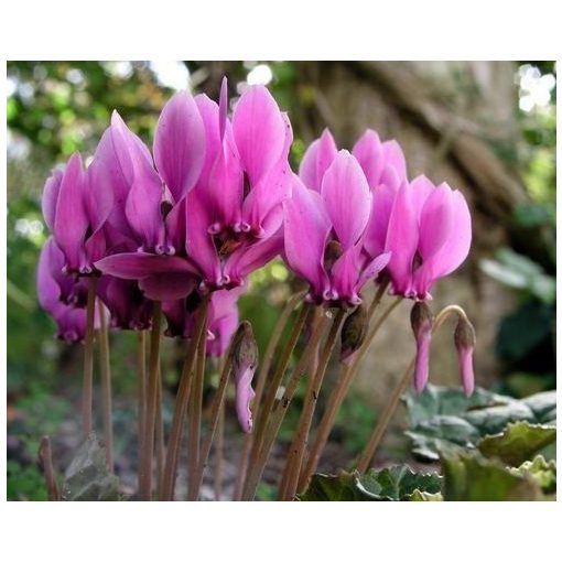 cyclamen-hederifolium-Dark-Rose