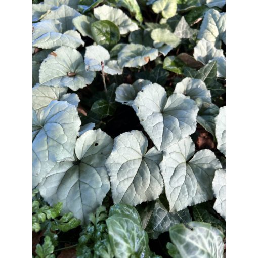 cyclamen-hederifolium-Silver-Leaved