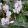 cyclamen-hederifolium-var-albiflorum